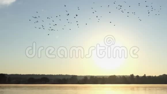 日落时分一群鸭子在湖边飞来飞去视频的预览图