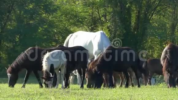一匹高马和许多小马在草坪上吃草视频的预览图