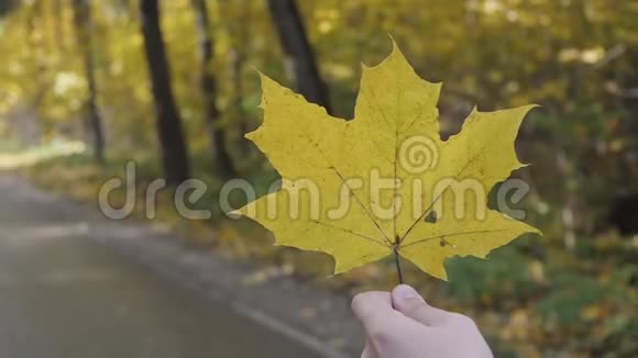 手握黄枫叶秋黄晴背景视频的预览图