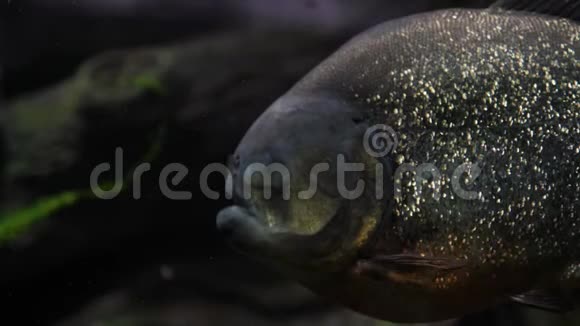 河流或水族馆中的皮拉尼亚鱼视频的预览图