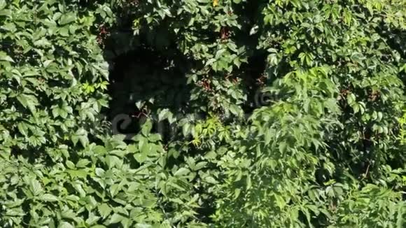 花园中的灌丛叶面墙视频的预览图