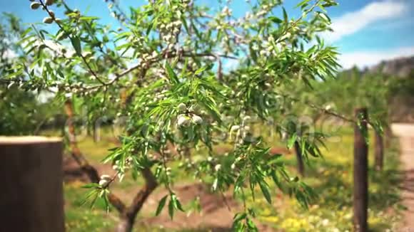橄榄树种植园一根橄榄树枝射向多莉摄像机在种植园里运行橄榄视频的预览图