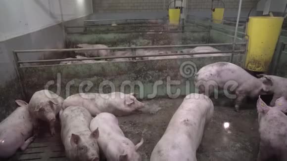 养猪场有许多猪视频的预览图