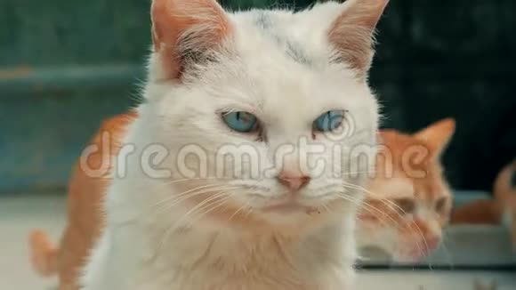 一磅猫住在动物收容所的白色无家可归流浪猫特写镜头动物收容所概念视频的预览图