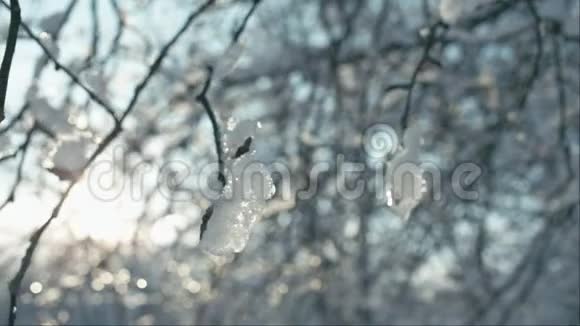 树枝上融化的积雪视频的预览图