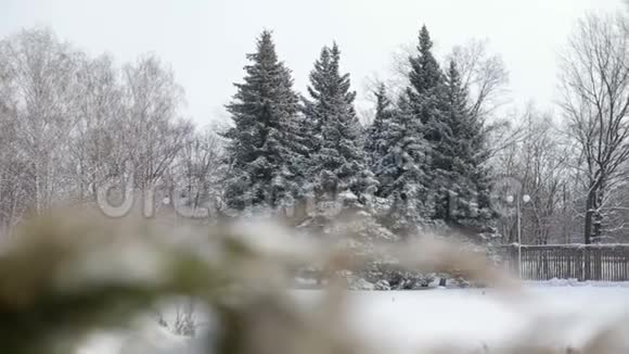 冬公园雪杉一组视频的预览图