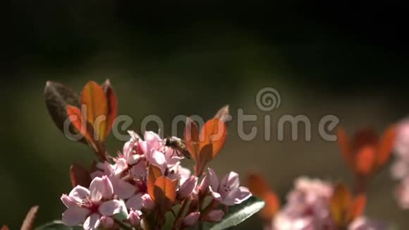蜜蜂绕着花飞视频的预览图