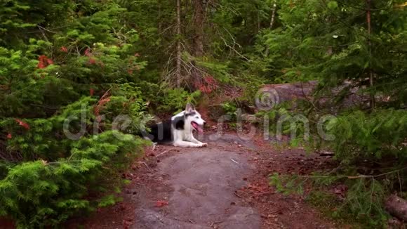 阿拉斯加的哈士奇狗正躺在北方森林的岩石上视频的预览图