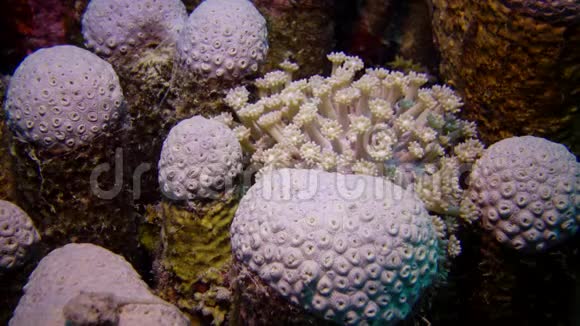 红海的珊瑚礁珊瑚的触须捕捉浮游生物并在水中摇摆视频的预览图