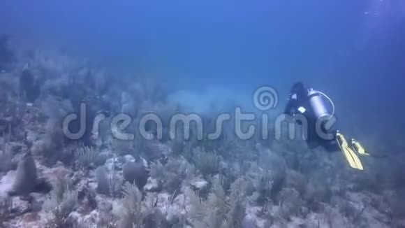 水肺潜水员和加勒比的几种热带鱼类视频的预览图