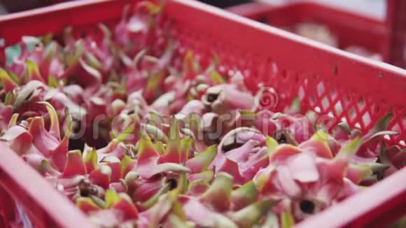 在阳光明媚的夏日沿着皮塔哈亚农场的花园里收获的新鲜和异国情调的火龙果的盒子滑动视频的预览图