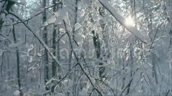 树枝上融化的积雪视频的预览图