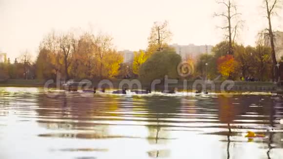 秋天的风景公园里的湖鸭子在湖里游泳视频的预览图