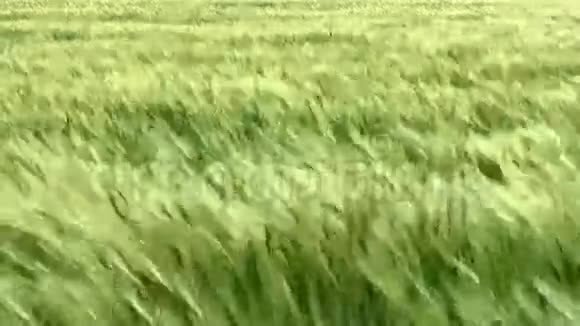 海麦带风视频的预览图
