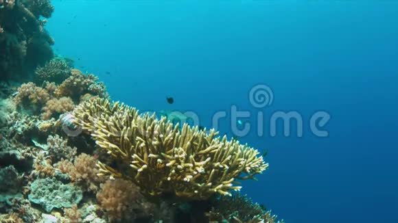 在一个角珊瑚中有更干净的海鱼和水坝4k视频的预览图