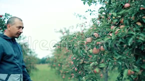 花园里的苹果农夫检查庄稼高兴极了视频的预览图