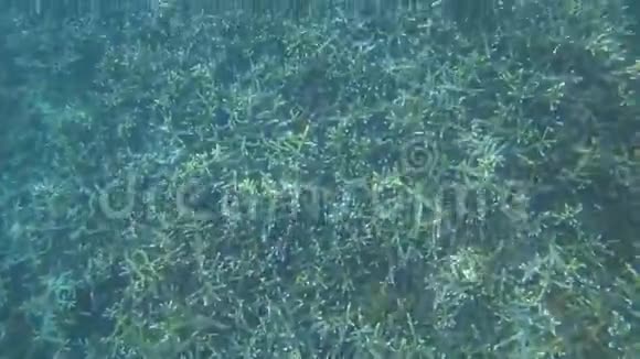 刺角珊瑚在水下视频的预览图