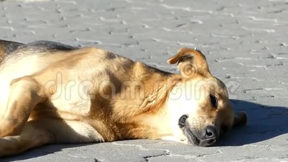 阳光明媚的一天一只狗在街上睡觉视频的预览图