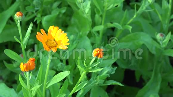 在乡村花园里用万寿菊和香樟变焦4K视频的预览图