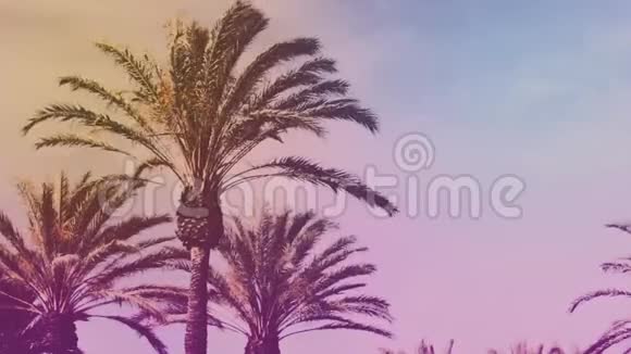 棕榈树在风中平静地挥动着视频的预览图