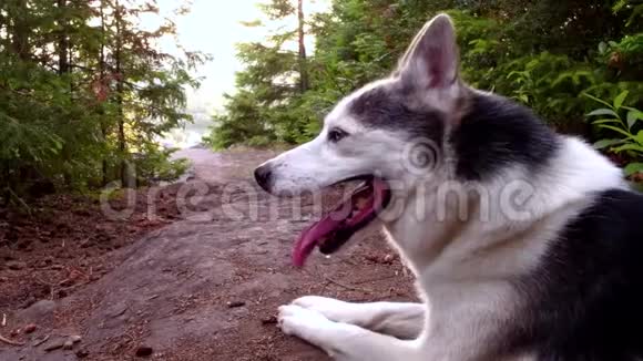 阿拉斯加的哈士奇狗正躺在北方森林的岩石上视频的预览图