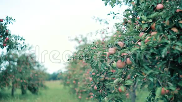 花园里的苹果农夫检查庄稼高兴极了视频的预览图