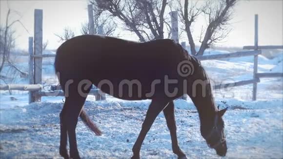 冬季吃干草的马的特写镜头慢动作视频的预览图
