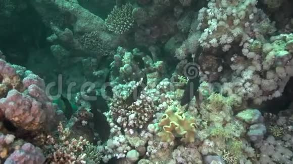 双色鹦鹉鱼用来吃珊瑚或晚上睡觉视频的预览图