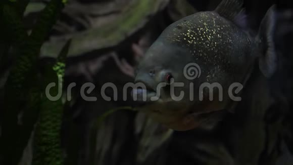 河流或水族馆中的皮拉尼亚鱼视频的预览图