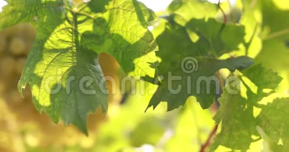 叶子里有阳光的葡萄园视频的预览图