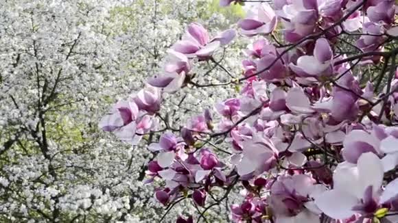 木兰花在花园里的树枝上开花美丽的玉兰粉花枝对蓝天视频的预览图
