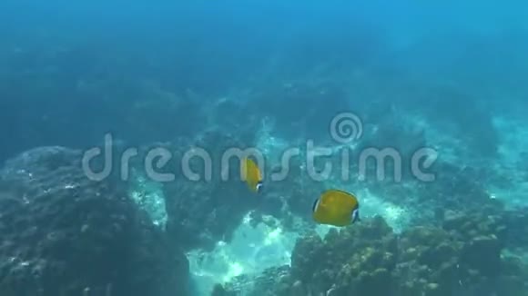 香港蝴蝶鱼海齿龙威贝里水下视频的预览图