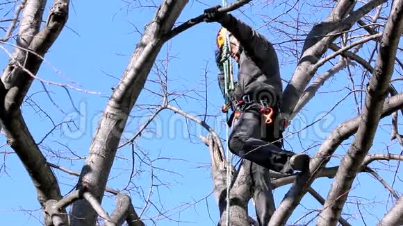 树枝间爬树视频的预览图