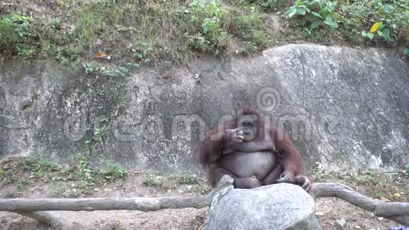 胖胖的猩猩猴子坐着视频的预览图