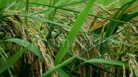 泰国农村的稻田视频的预览图
