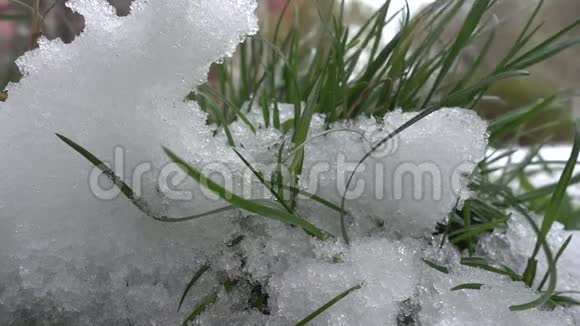 雪背景下的青草视频的预览图