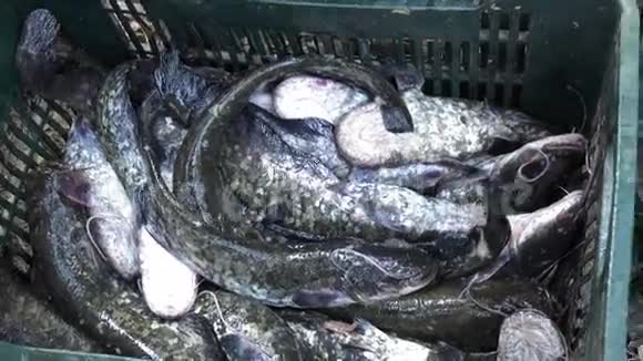 新鲜捕获的猫鱼4K视频的预览图