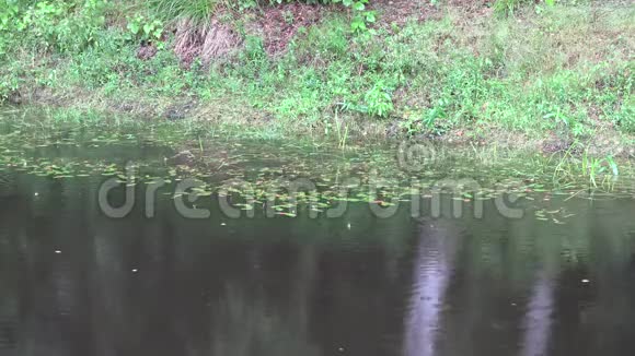 雨水落在长满绿树的农村池塘上4K视频的预览图