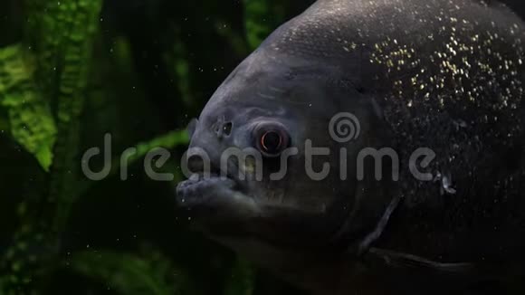 河流或水族馆中的皮拉尼亚鱼视频的预览图