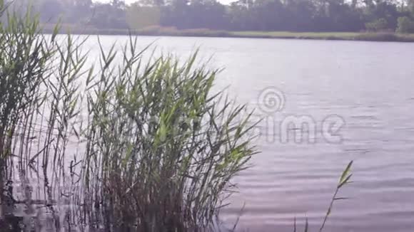 在湖边钓鱼视频的预览图