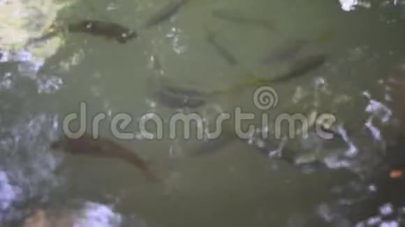 泰国Saraburi的NamtokChetSaoNoi瀑布在水中游泳的鱼视频的预览图