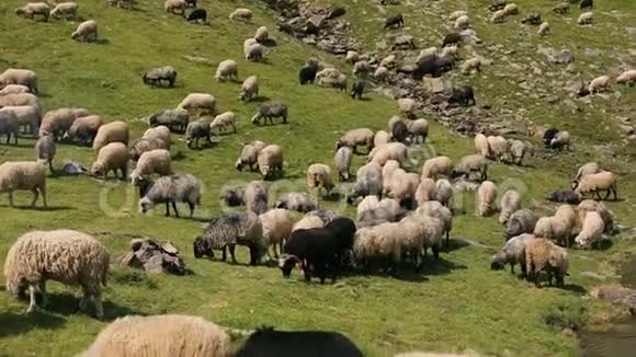 喀尔巴阡山山坡上放牧的羊群视频的预览图