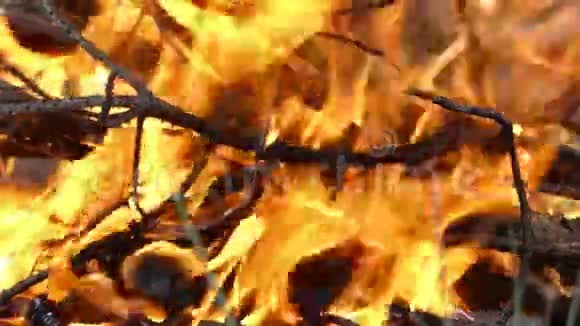 令人印象深刻的火焰用于夏季的沙士利克制剂视频的预览图