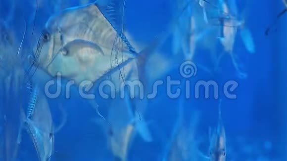 水下世界美丽的水族馆有蓝色的水和银色的鱼视频的预览图