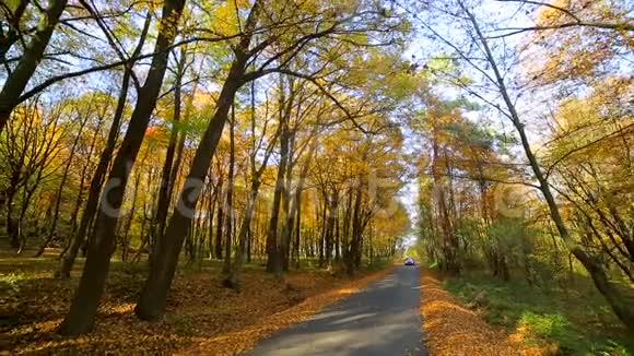 汽车向摄像机移动秋天的公园里有五颜六色的美丽树木秋天的黄叶在阳光明媚的日子里视频的预览图