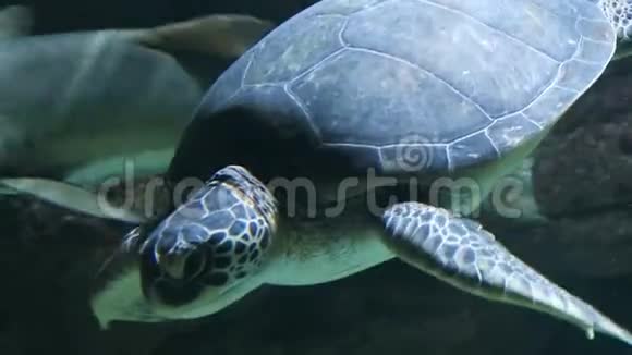 在地中海游泳的海龟视频的预览图