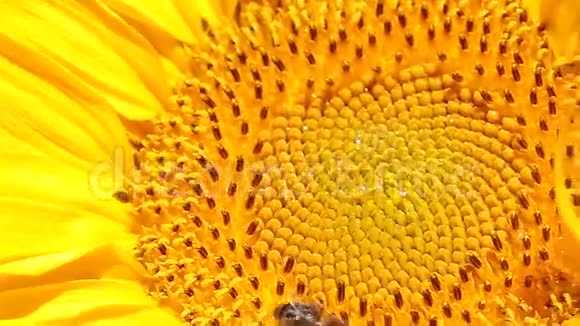 向日葵上摆姿势的蜜蜂视频的预览图