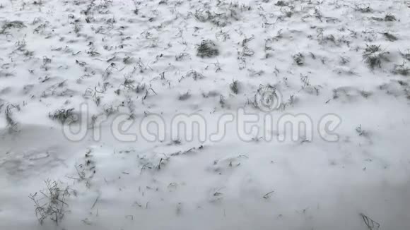 绿色草地上的第一场雪视频的预览图