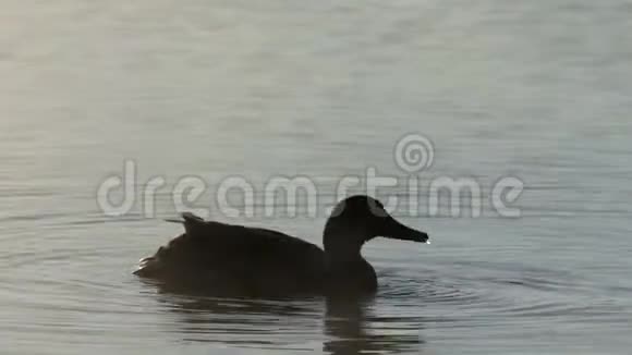 4k日落时分褐鸭正在寻找食物视频的预览图