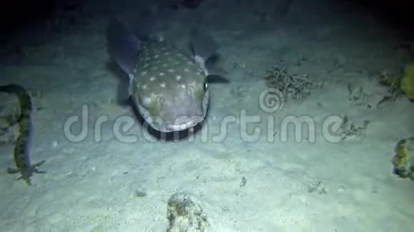 在夜间潜泳时发现了斑底刺鱼视频的预览图